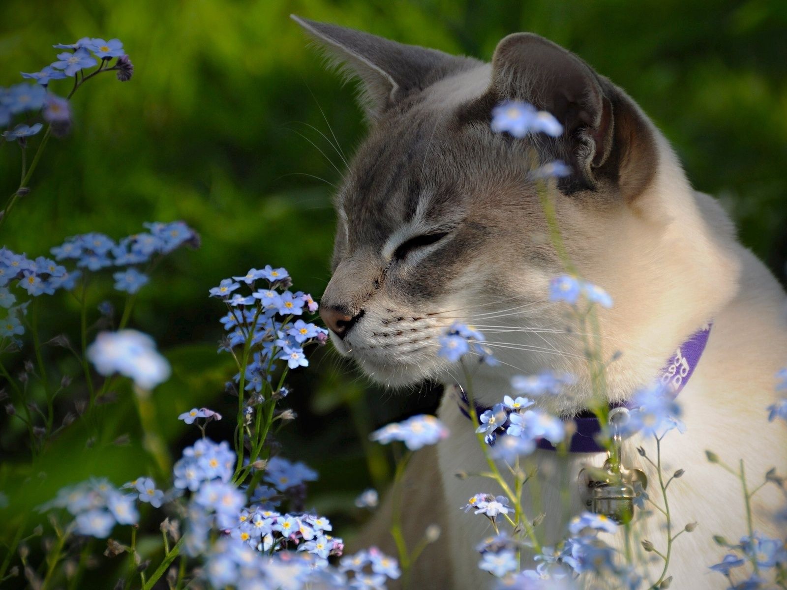 http://felisvet.ru/images/blog/Animals___Cats_Tonkinese_cat_in_colors_091884_.jpg