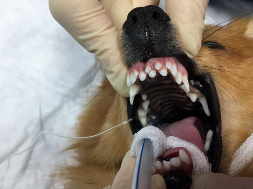 удаление зубов собаке